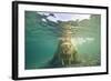 Norway, Spitsbergen, Nordaustlandet. Walrus Underwater Close-Up-Steve Kazlowski-Framed Photographic Print