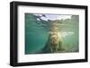 Norway, Spitsbergen, Nordaustlandet. Walrus Underwater Close-Up-Steve Kazlowski-Framed Photographic Print