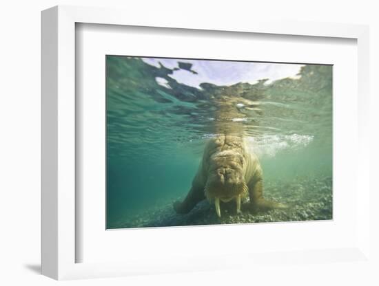 Norway, Spitsbergen, Nordaustlandet. Walrus Underwater Close-Up-Steve Kazlowski-Framed Photographic Print