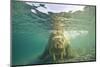 Norway, Spitsbergen, Nordaustlandet. Walrus Underwater Close-Up-Steve Kazlowski-Mounted Photographic Print