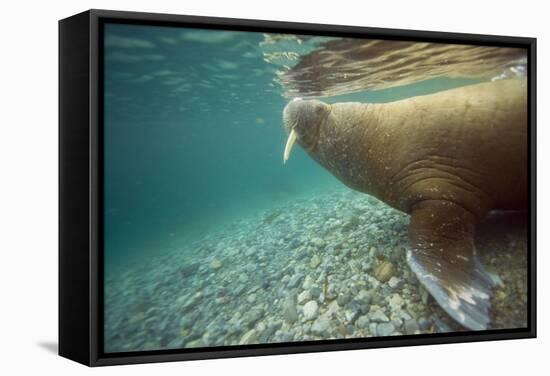 Norway, Spitsbergen, Nordaustlandet. Walrus Underwater Profile-Steve Kazlowski-Framed Stretched Canvas