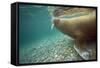 Norway, Spitsbergen, Nordaustlandet. Walrus Underwater Profile-Steve Kazlowski-Framed Stretched Canvas