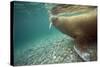 Norway, Spitsbergen, Nordaustlandet. Walrus Underwater Profile-Steve Kazlowski-Stretched Canvas