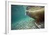 Norway, Spitsbergen, Nordaustlandet. Walrus Underwater Profile-Steve Kazlowski-Framed Photographic Print