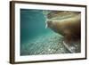 Norway, Spitsbergen, Nordaustlandet. Walrus Underwater Profile-Steve Kazlowski-Framed Photographic Print