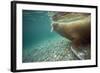 Norway, Spitsbergen, Nordaustlandet. Walrus Underwater Profile-Steve Kazlowski-Framed Photographic Print