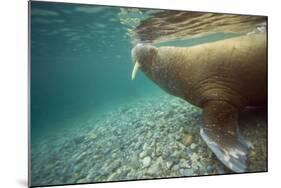 Norway, Spitsbergen, Nordaustlandet. Walrus Underwater Profile-Steve Kazlowski-Mounted Photographic Print