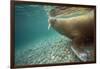 Norway, Spitsbergen, Nordaustlandet. Walrus Underwater Profile-Steve Kazlowski-Framed Photographic Print