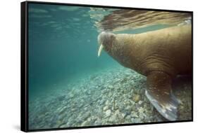 Norway, Spitsbergen, Nordaustlandet. Walrus Underwater Profile-Steve Kazlowski-Framed Stretched Canvas