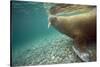 Norway, Spitsbergen, Nordaustlandet. Walrus Underwater Profile-Steve Kazlowski-Stretched Canvas