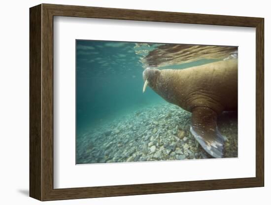 Norway, Spitsbergen, Nordaustlandet. Walrus Underwater Profile-Steve Kazlowski-Framed Photographic Print