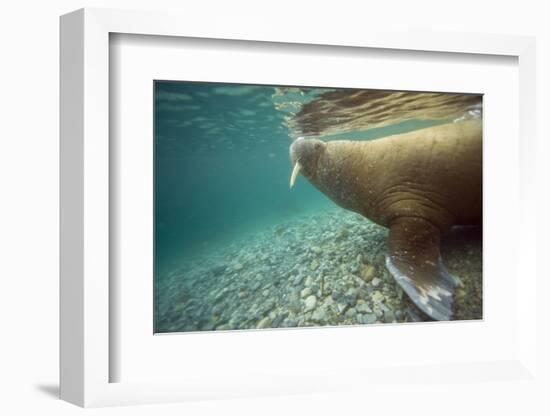 Norway, Spitsbergen, Nordaustlandet. Walrus Underwater Profile-Steve Kazlowski-Framed Photographic Print