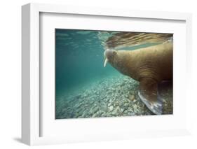 Norway, Spitsbergen, Nordaustlandet. Walrus Underwater Profile-Steve Kazlowski-Framed Photographic Print