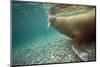 Norway, Spitsbergen, Nordaustlandet. Walrus Underwater Profile-Steve Kazlowski-Mounted Photographic Print