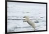 Norway, Spitsbergen. Polar Bear Jumps from Ice Floe to Ice Floe-Steve Kazlowski-Framed Photographic Print