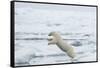 Norway, Spitsbergen. Polar Bear Jumps from Ice Floe to Ice Floe-Steve Kazlowski-Framed Stretched Canvas