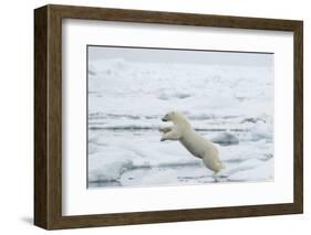 Norway, Spitsbergen. Polar Bear Jumps from Ice Floe to Ice Floe-Steve Kazlowski-Framed Photographic Print