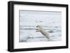 Norway, Spitsbergen. Polar Bear Jumps from Ice Floe to Ice Floe-Steve Kazlowski-Framed Photographic Print