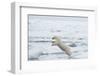 Norway, Spitsbergen. Polar Bear Jumps from Ice Floe to Ice Floe-Steve Kazlowski-Framed Photographic Print