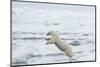 Norway, Spitsbergen. Polar Bear Jumps from Ice Floe to Ice Floe-Steve Kazlowski-Mounted Photographic Print