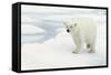 Norway, Spitsbergen. Polar Bear Traveling across Summer Sea Ice-Steve Kazlowski-Framed Stretched Canvas