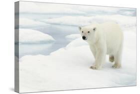 Norway, Spitsbergen. Polar Bear Traveling across Summer Sea Ice-Steve Kazlowski-Stretched Canvas