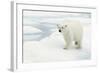 Norway, Spitsbergen. Polar Bear Traveling across Summer Sea Ice-Steve Kazlowski-Framed Photographic Print