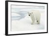 Norway, Spitsbergen. Polar Bear Traveling across Summer Sea Ice-Steve Kazlowski-Framed Photographic Print