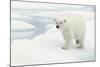 Norway, Spitsbergen. Polar Bear Traveling across Summer Sea Ice-Steve Kazlowski-Mounted Photographic Print