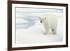 Norway, Spitsbergen. Polar Bear Traveling across Summer Sea Ice-Steve Kazlowski-Framed Photographic Print