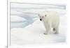 Norway, Spitsbergen. Polar Bear Traveling across Summer Sea Ice-Steve Kazlowski-Framed Photographic Print