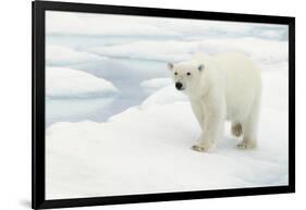 Norway, Spitsbergen. Polar Bear Traveling across Summer Sea Ice-Steve Kazlowski-Framed Photographic Print