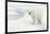 Norway, Spitsbergen. Polar Bear Traveling across Summer Sea Ice-Steve Kazlowski-Framed Photographic Print