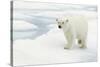 Norway, Spitsbergen. Polar Bear Traveling across Summer Sea Ice-Steve Kazlowski-Stretched Canvas