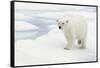 Norway, Spitsbergen. Polar Bear Traveling across Summer Sea Ice-Steve Kazlowski-Framed Stretched Canvas