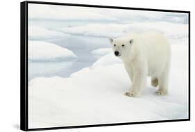 Norway, Spitsbergen. Polar Bear Traveling across Summer Sea Ice-Steve Kazlowski-Framed Stretched Canvas