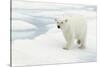 Norway, Spitsbergen. Polar Bear Traveling across Summer Sea Ice-Steve Kazlowski-Stretched Canvas