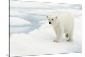 Norway, Spitsbergen. Polar Bear Traveling across Summer Sea Ice-Steve Kazlowski-Stretched Canvas