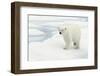 Norway, Spitsbergen. Polar Bear Traveling across Summer Sea Ice-Steve Kazlowski-Framed Photographic Print