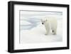 Norway, Spitsbergen. Polar Bear Traveling across Summer Sea Ice-Steve Kazlowski-Framed Photographic Print