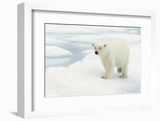 Norway, Spitsbergen. Polar Bear Traveling across Summer Sea Ice-Steve Kazlowski-Framed Photographic Print