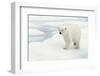 Norway, Spitsbergen. Polar Bear Traveling across Summer Sea Ice-Steve Kazlowski-Framed Photographic Print