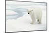 Norway, Spitsbergen. Polar Bear Traveling across Summer Sea Ice-Steve Kazlowski-Mounted Photographic Print