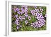 Norway, Spitsbergen. Purple Saxifrage in Bloom on the Tundra-Steve Kazlowski-Framed Photographic Print