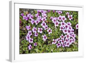 Norway, Spitsbergen. Purple Saxifrage in Bloom on the Tundra-Steve Kazlowski-Framed Photographic Print