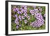 Norway, Spitsbergen. Purple Saxifrage in Bloom on the Tundra-Steve Kazlowski-Framed Photographic Print