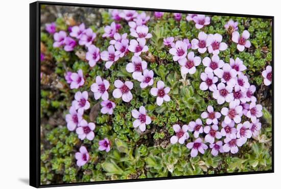 Norway, Spitsbergen. Purple Saxifrage in Bloom on the Tundra-Steve Kazlowski-Framed Stretched Canvas