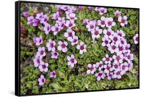 Norway, Spitsbergen. Purple Saxifrage in Bloom on the Tundra-Steve Kazlowski-Framed Stretched Canvas