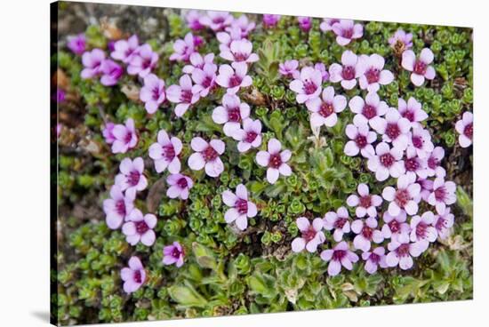 Norway, Spitsbergen. Purple Saxifrage in Bloom on the Tundra-Steve Kazlowski-Stretched Canvas