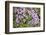 Norway, Spitsbergen. Purple Saxifrage in Bloom on the Tundra-Steve Kazlowski-Framed Photographic Print